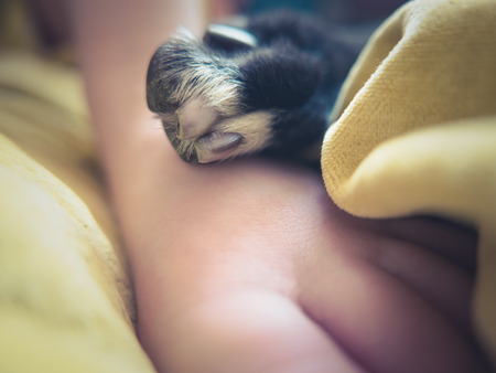 Closeup Of A Dog Paw Resting On A Child's Footの写真素材