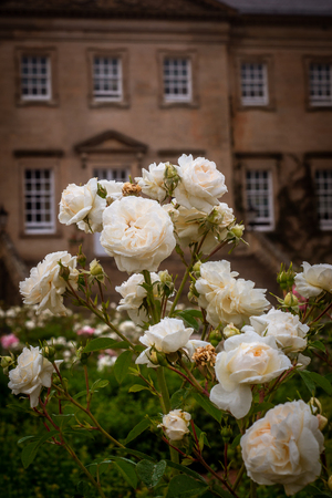 Ornamental Rose Garden in Front of Country Estate Houseの写真素材
