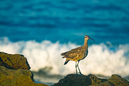 Curved Beaked Shore Bird in Southern California With The Pacific Ocean in the Backgroundの写真素材