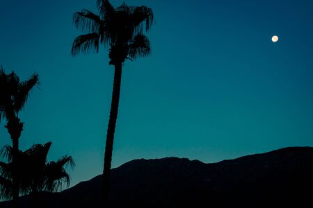 Palm Trees and Moon in the Desert at Night in California