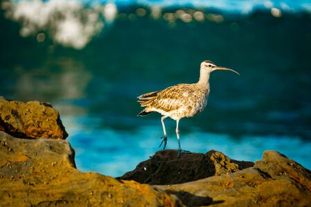 Whimbrel on the Shore in Southern California With Waves Breaking in the Backgroundの写真素材