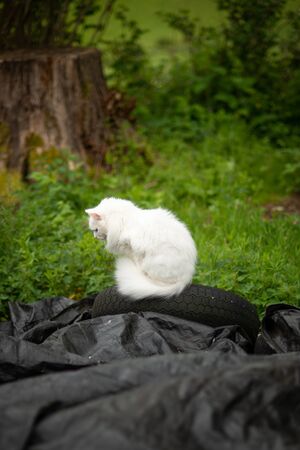 Fluffy White Cat Sits on a Black Tire and Tarpaulin While Hunting Mice in a Gardenの写真素材