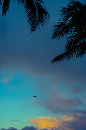 An Airplane Flies in the Sky Above Hawaii at Sunset With Tropical Palm Trees in the Foregroundの写真素材