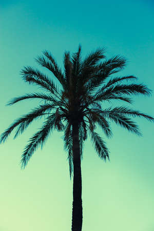 Vacation Background of One Tropical Palm Tree Silhouetted Against Blue Sky at Duskの写真素材