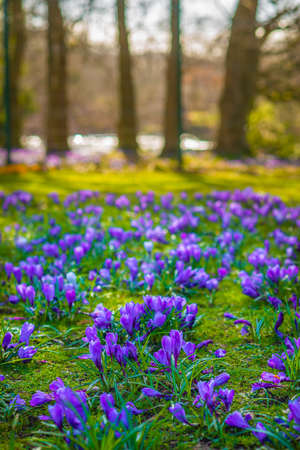 Purple Crocuses Growing Wild in a Forest Meadow in Scotlandの写真素材