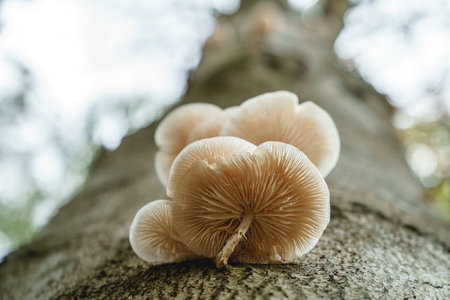 White fungi on a forest treeの写真素材