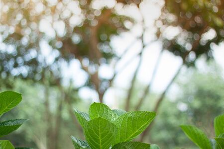Closeup view of a green leaf in the gardenの写真素材