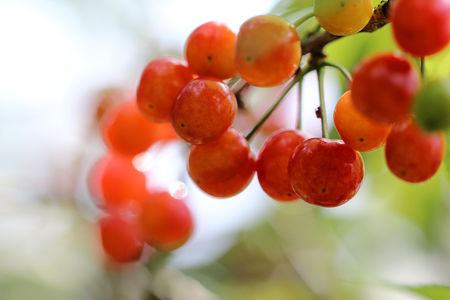The cherry is familiar