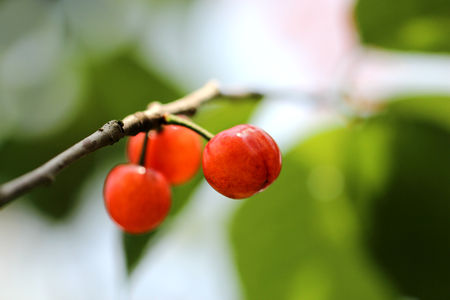 The cherry is familiar
