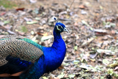 Animalの写真素材