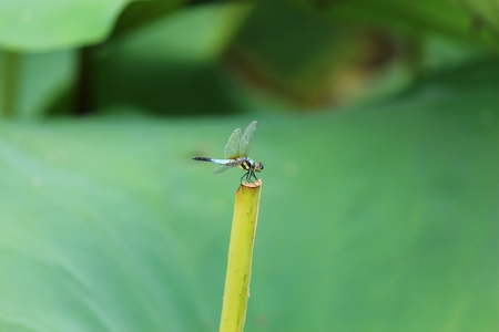 dragonfly の写真素材