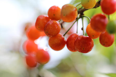Cherry