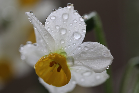 blue,white,cloud,animals,background,characters,earth,emotions,green leaves,icons,life,plants,skyの写真素材