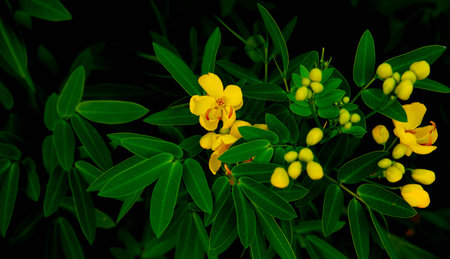 Green leaves and yellow flowersの写真素材