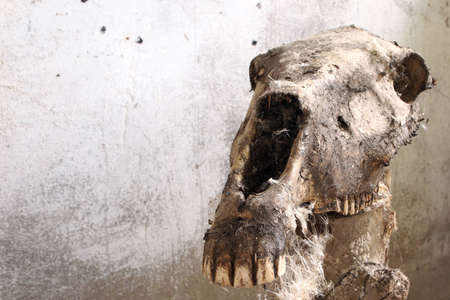 horse s skullの写真素材