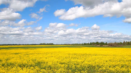 yellow field under the cloudsの写真素材