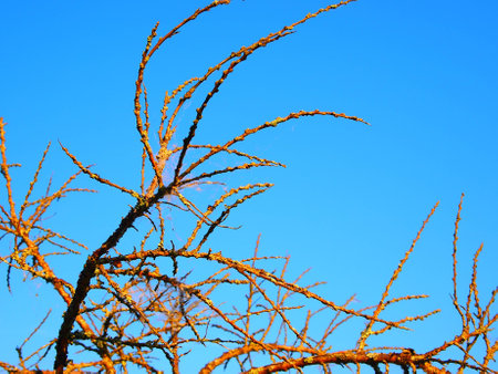 picturesque branch against the blue skyの写真素材