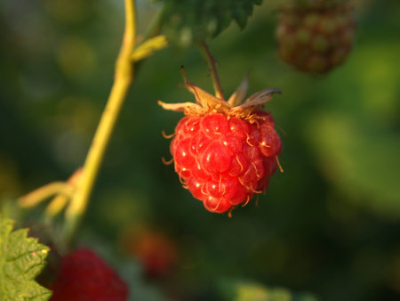 ripe raspberry close-up