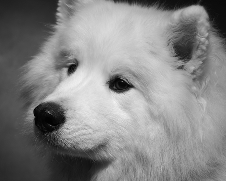 studio portrait of a female samoyed, the image is monochrome studio portrait of a female samoyed, the image is monochrome