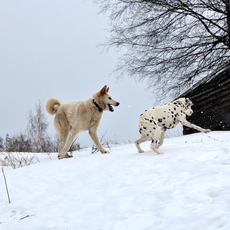 husky and dalmatian playing in the snow