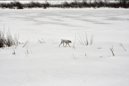 dalmatian walking in the snowfall ,winter landscape