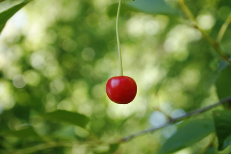 one cherry  on a background of green leaves, shallow depth of fieldの写真素材