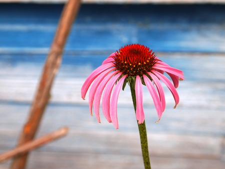 pink flower against a blue wall with faded paint,echinaceaの写真素材