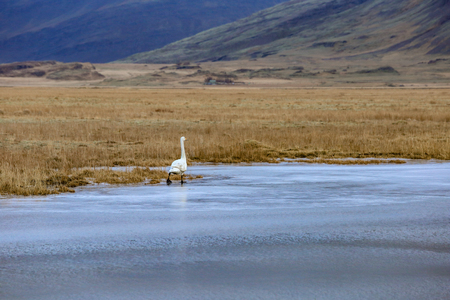 Alone Swanの写真素材