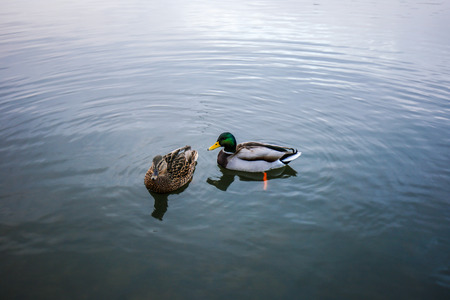 Duck