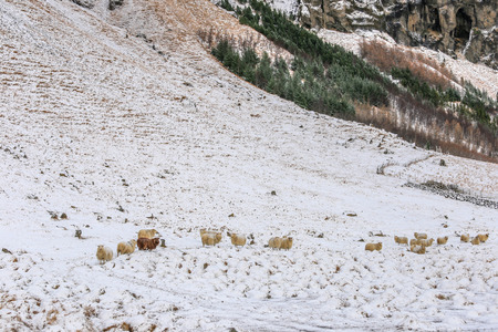 Sheepの写真素材