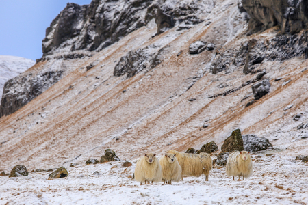 Sheepの写真素材