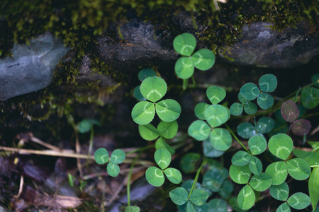 cloversの写真素材