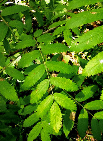 green leaves in the forestの写真素材