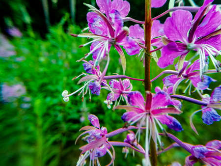 purple flower shot on a macro shot