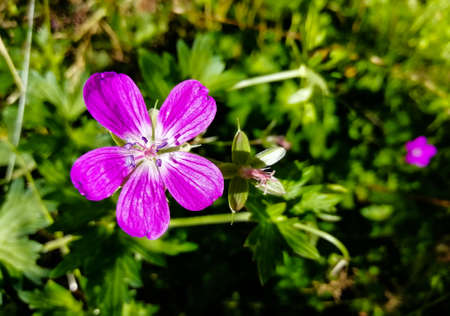purple flowers on a green background taken in macro photographyの写真素材