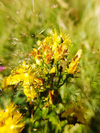 yellow flowers on a green background taken in macro photography