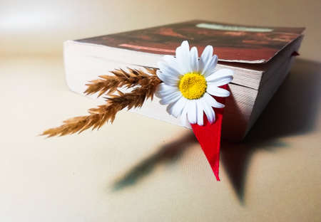 chamomile and brown herbs as a bookmarkの写真素材