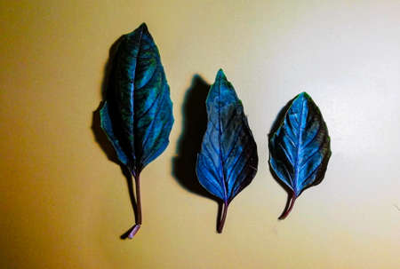 three basil leaves on a yellow background