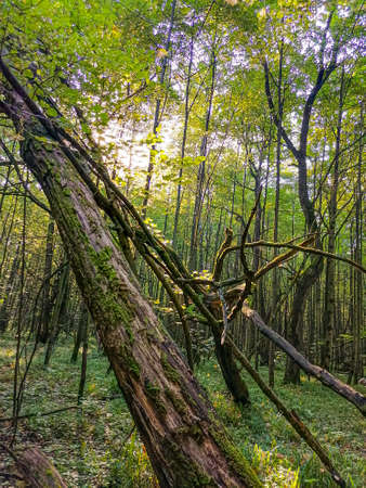 a few fallen trees in the summer forestの写真素材