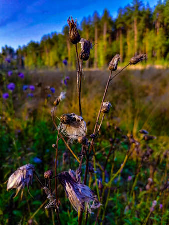 brown grass on the background of a fieldの写真素材