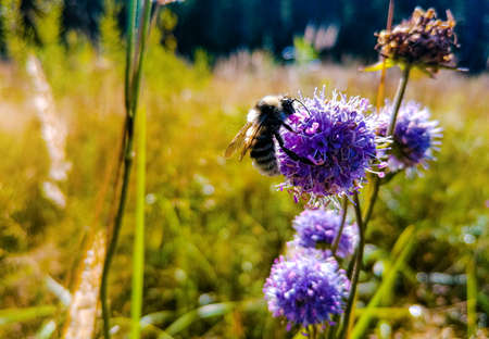 a bee on a purple flowerの写真素材