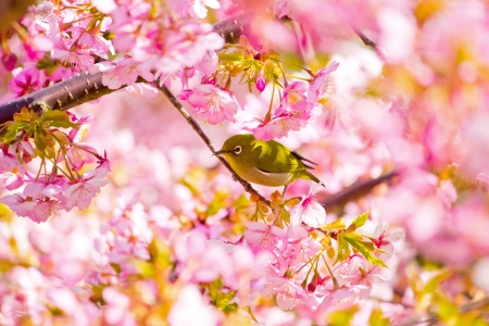 Spring in Japanの写真素材