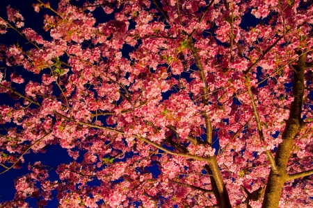 1872  Kawazu-zakura  at the nightの写真素材