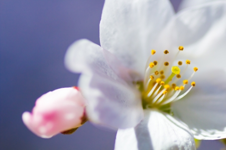 Close up of Prunus yedoensisの写真素材
