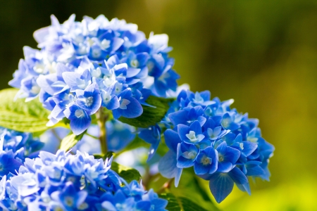 blue hydrangeas