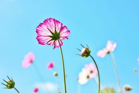 Cosmoses with clear blue skyの写真素材