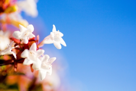 The Abelia flowers with clear blue skyの写真素材