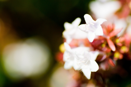 The close up view of Abelia flowersの写真素材