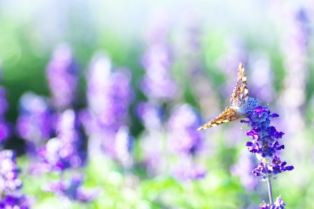 Vanessa cardui perching on lavender flowersの写真素材