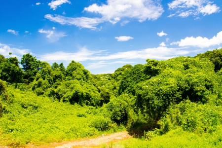 The green nature and blue skyの写真素材